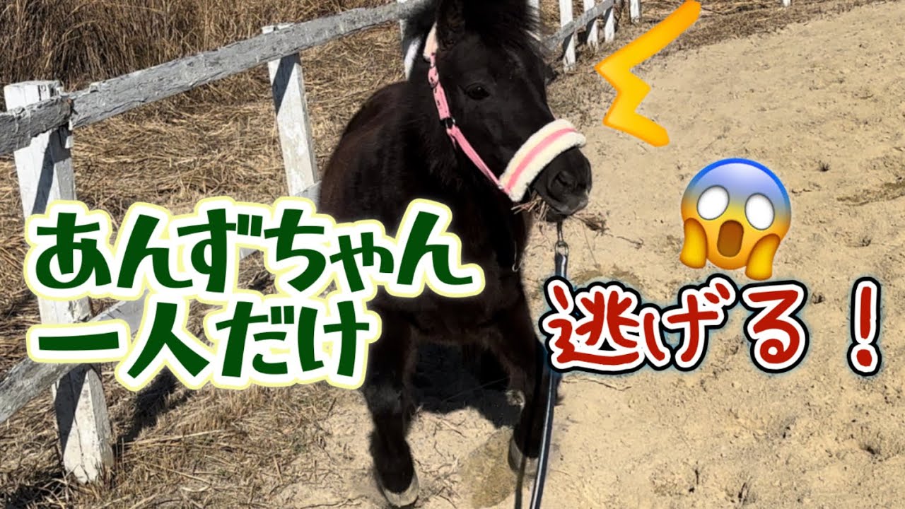 あんずちゃん一人だけ逃げる😱