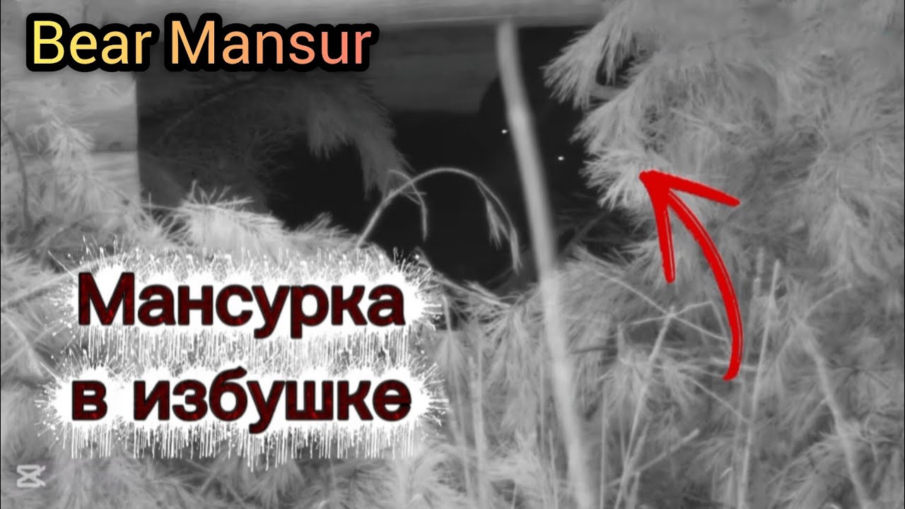 Мансур залёг в избушке 🐻💤🌠 Mansur denned up in the hut_13/11/25