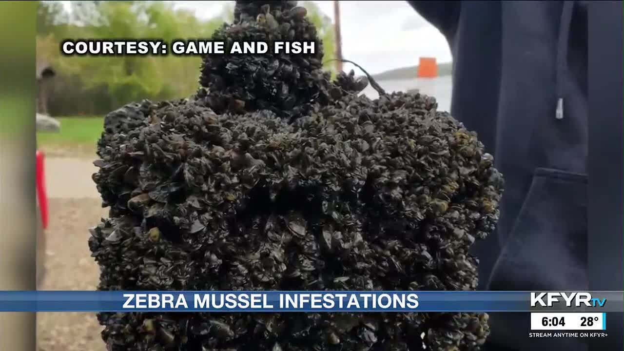 Zebra mussels found in the Missouri River System