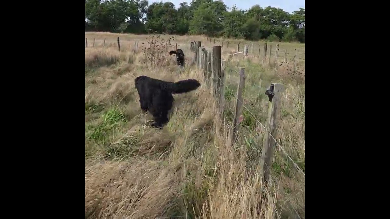 A walk round the paddocks @Newflandsdogpark