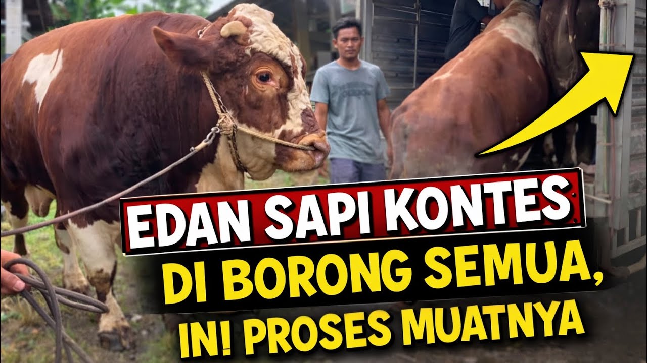 🔥 SUMBER TERNAK BORONG SAPI DARI 76 HARIMAU! PROSES MUATNYA BIKIN TEGANG! 🔥