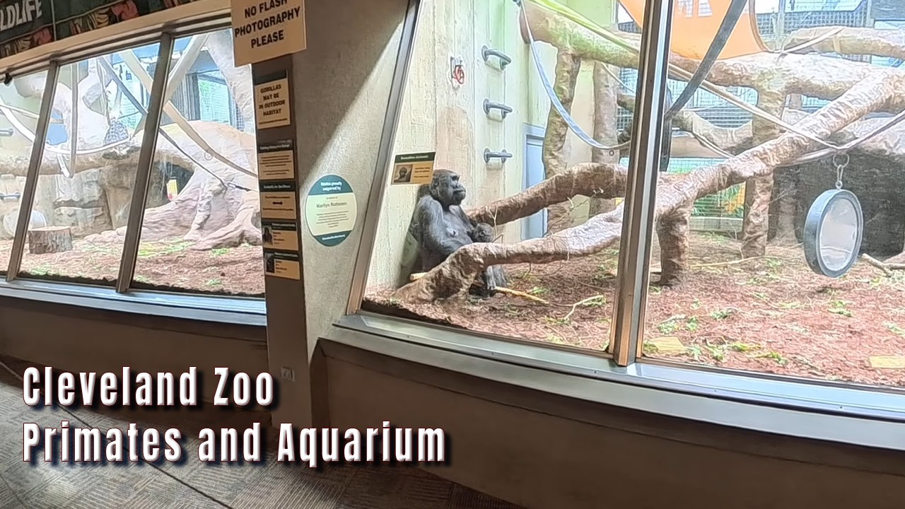 Cleveland Zoo - Primates and Aquarium 3/1