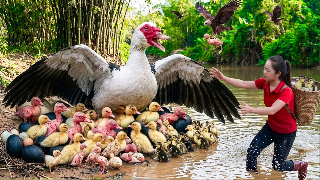 Harvest Newly Hatched Ducklings, Duck Eggs in Swamp to Sell | 90 Days of Survival in the Wilderness