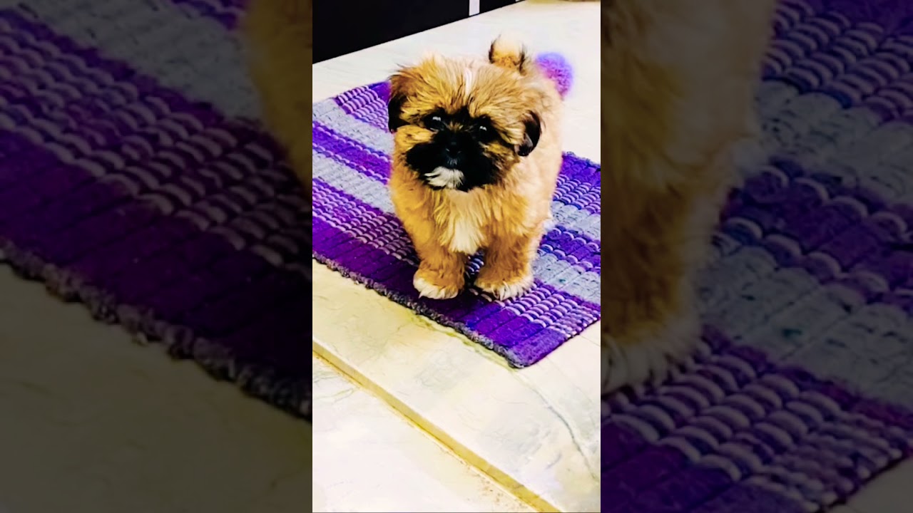 When choco&rsquo;s enter the house 1st time🏡 🐶🐾