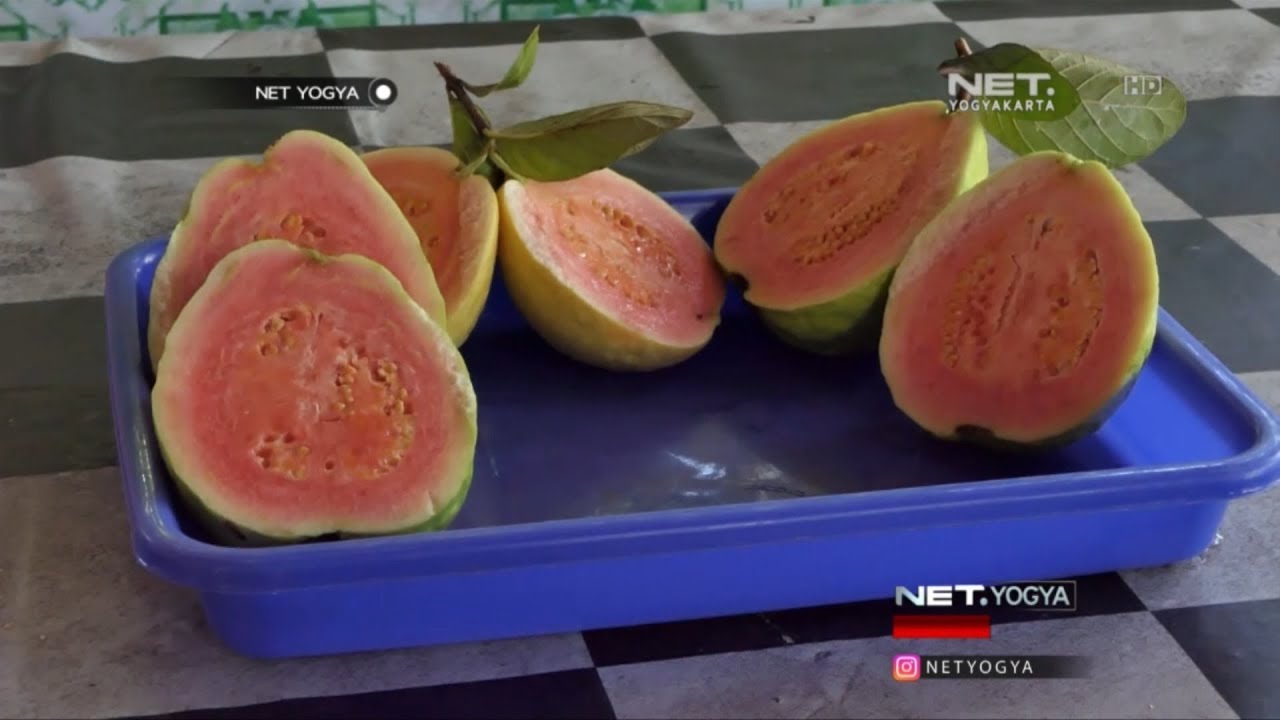 Jambu Kristal Jambu Getas Merah - NET YOGYA