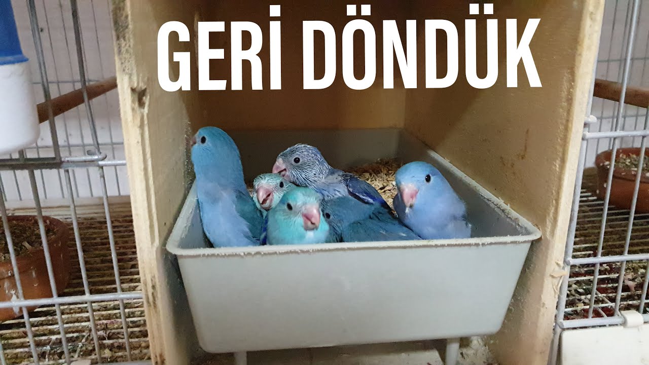 FORPUS PAPAĞANI ÜRETİMHANESİNDE YAPILANLAR - GERİ DÖNDÜK