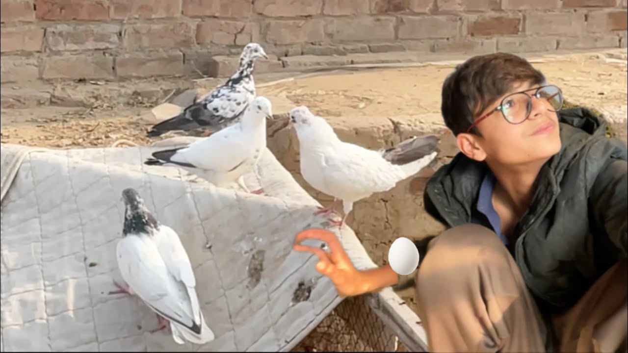 Kabooter babby msh/😄Aseel baby per kavon ka attack/😰(umair)#desi #funny #village #vlog #pets #bird