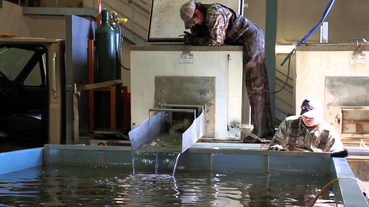 Unloading Catfish Fingerlings from live haul truck.wmv
