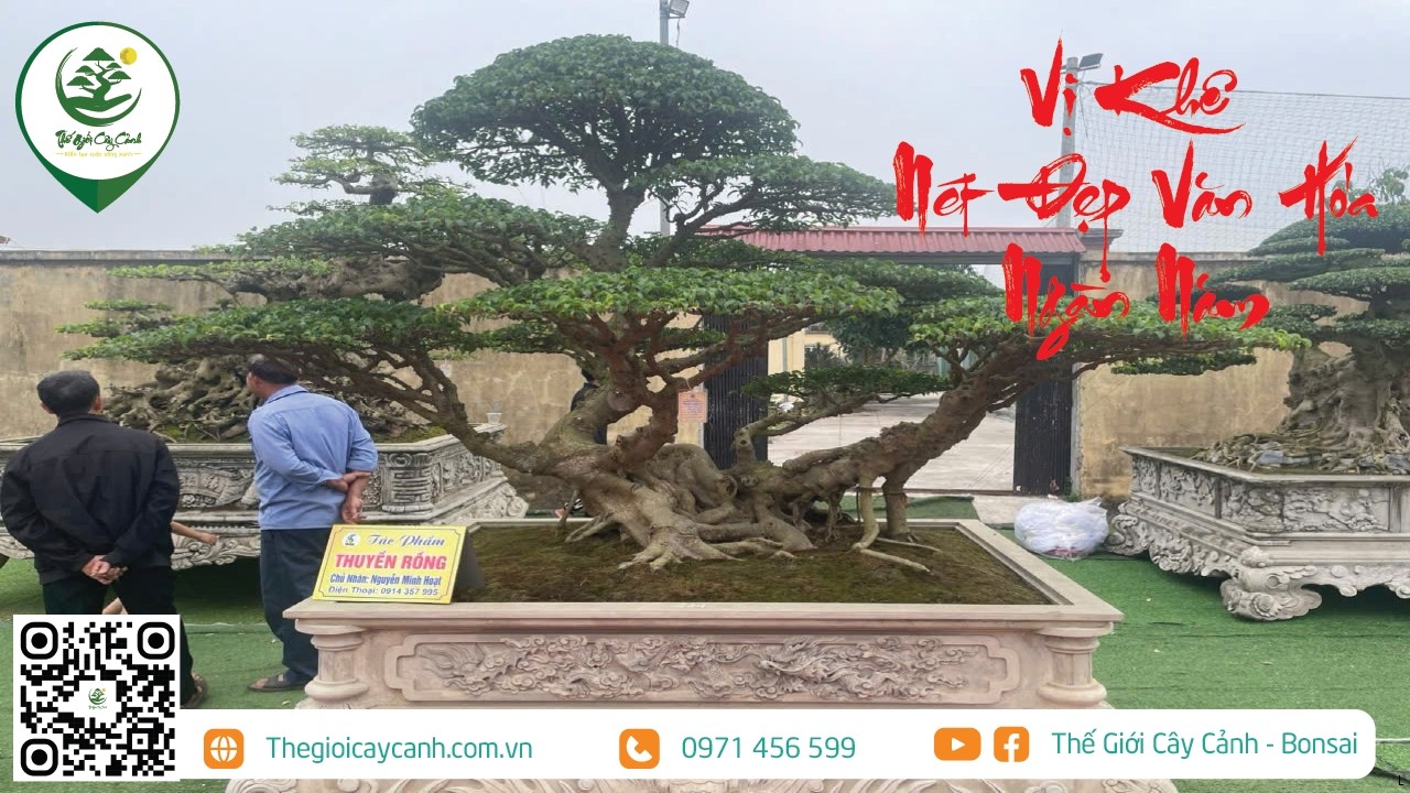 VỊ KHÊ NÉT ĐẸP VĂN HÓA NGÀN NĂM | THẾ GIỚI CÂY CẢNH |