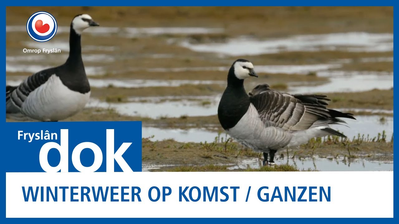 FRYSLÂN DOK: Winterweer op komst / ganzen
