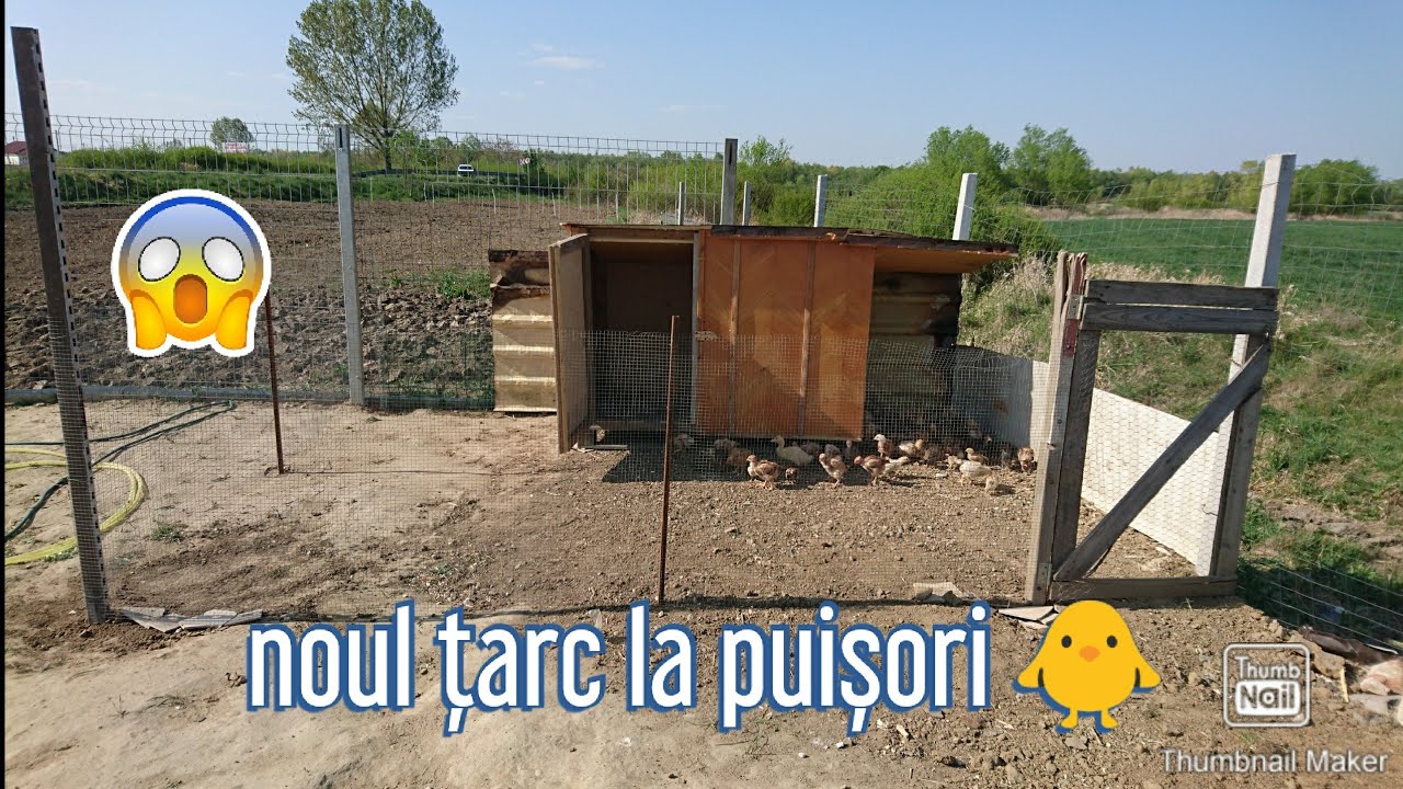 Noul coteț al puilor de găina 🐔🐣