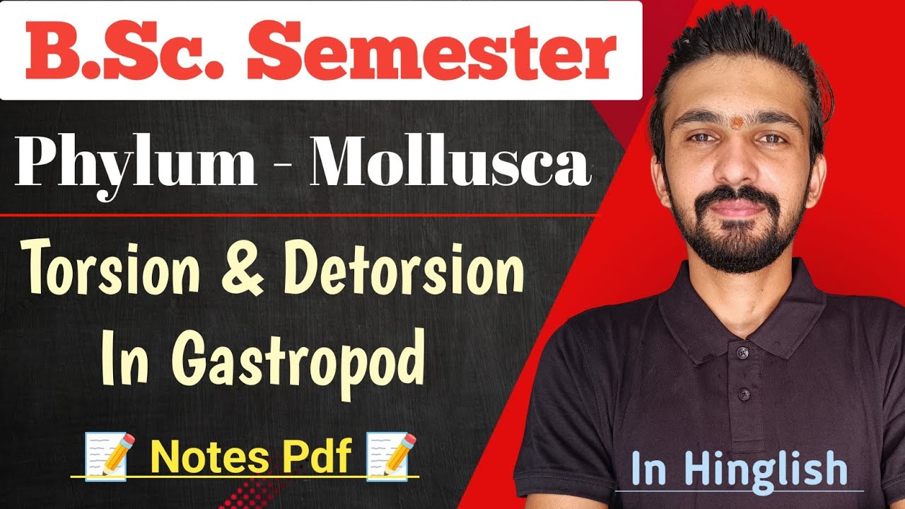 Torsion & Detorsion In Gastropod (Mollusca) || Bsc Semester || By Dadhich Sir