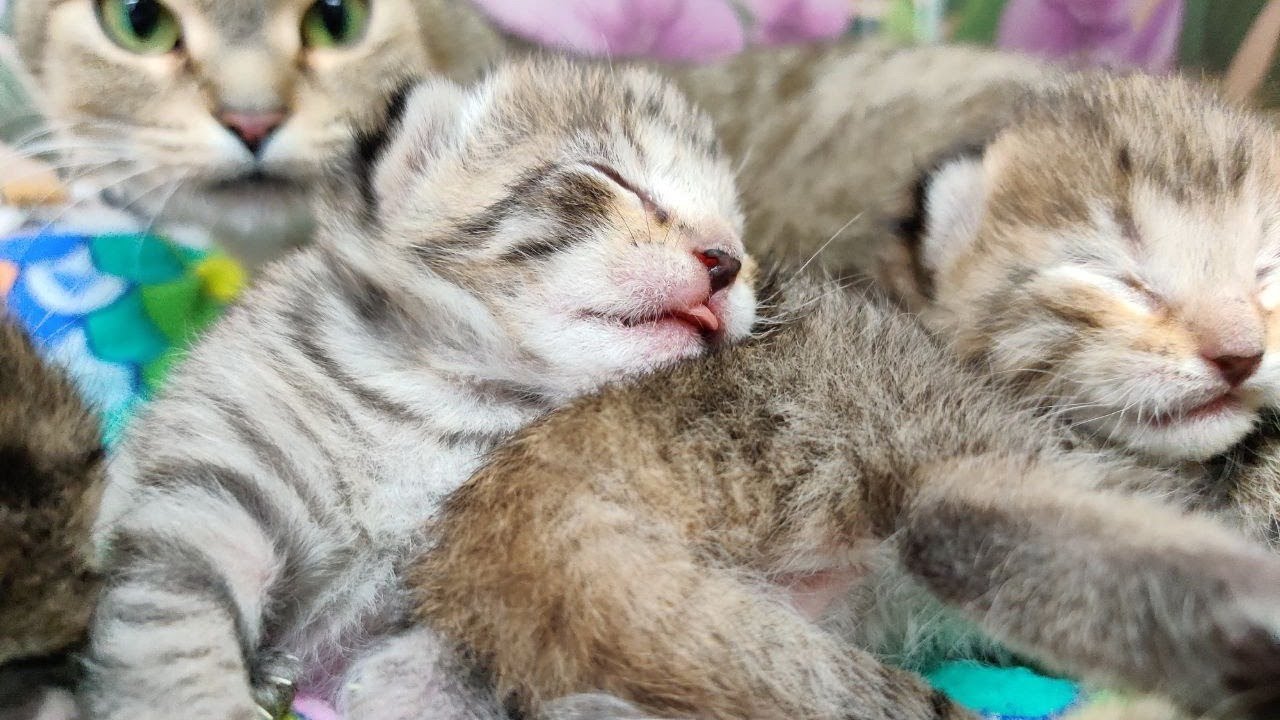 Kittens -- Too Close Two!  2021-01-26