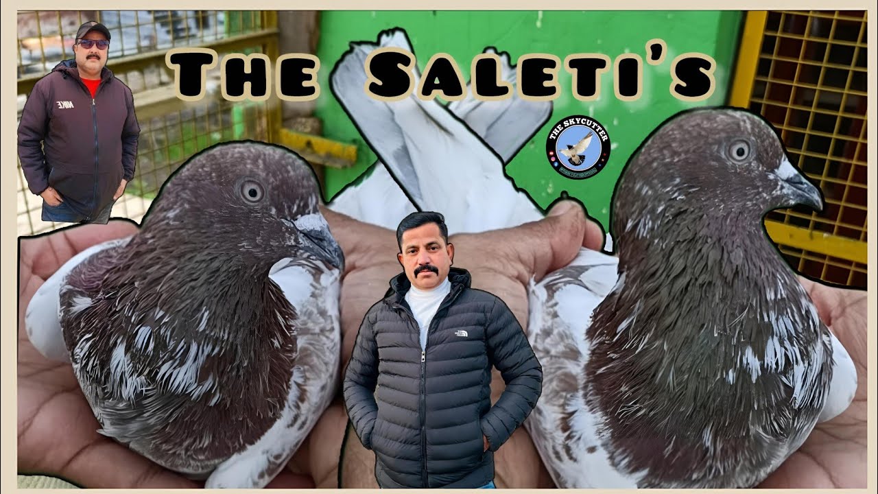 Saleti Kamangar, Lakhay, Gulabsare Kabootar of Yash and Shama Pigeon's Loft by Aamir 