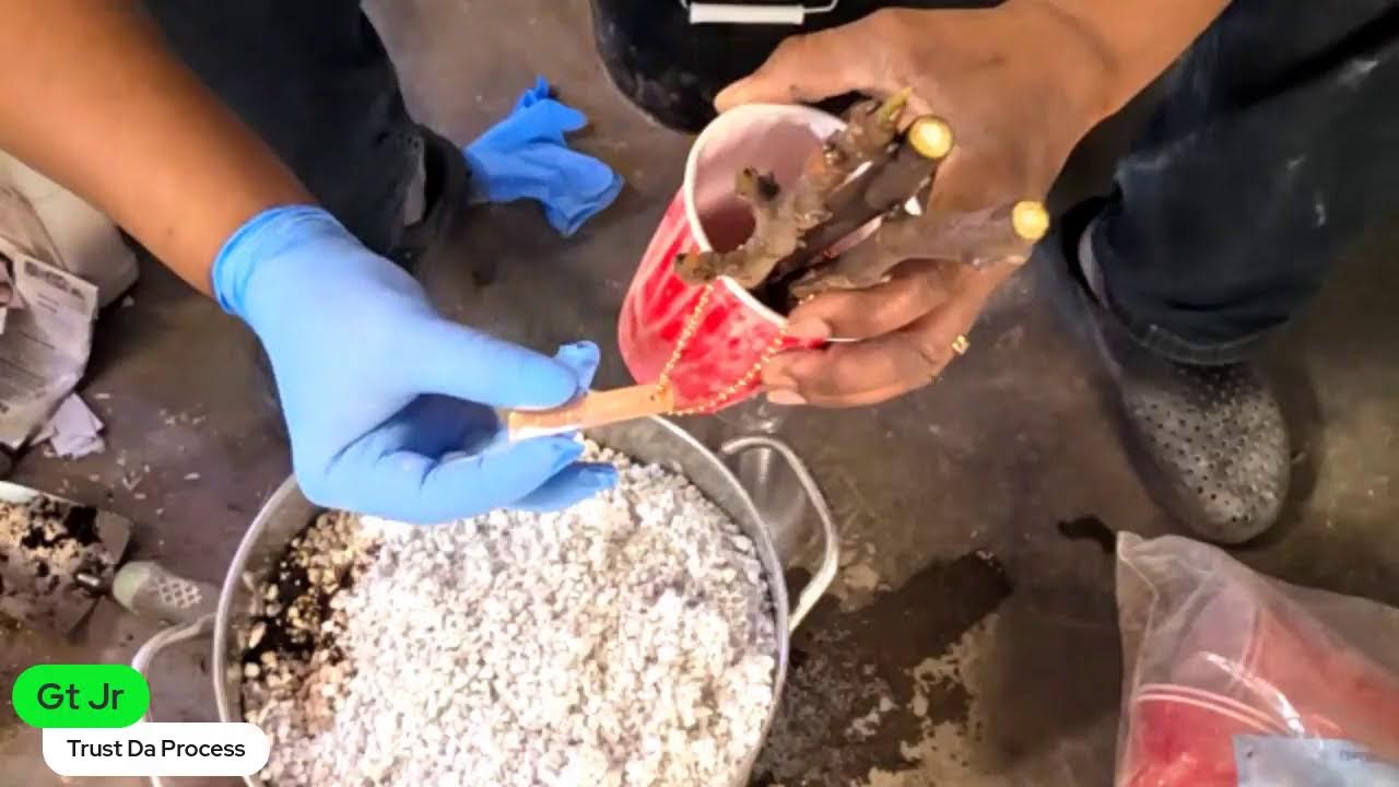 Let's get these fig cuttings rooted (Part1)