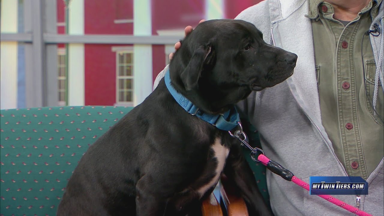 Питомец недели: Капитан, Общество защиты животных Finger Lakes SPCA