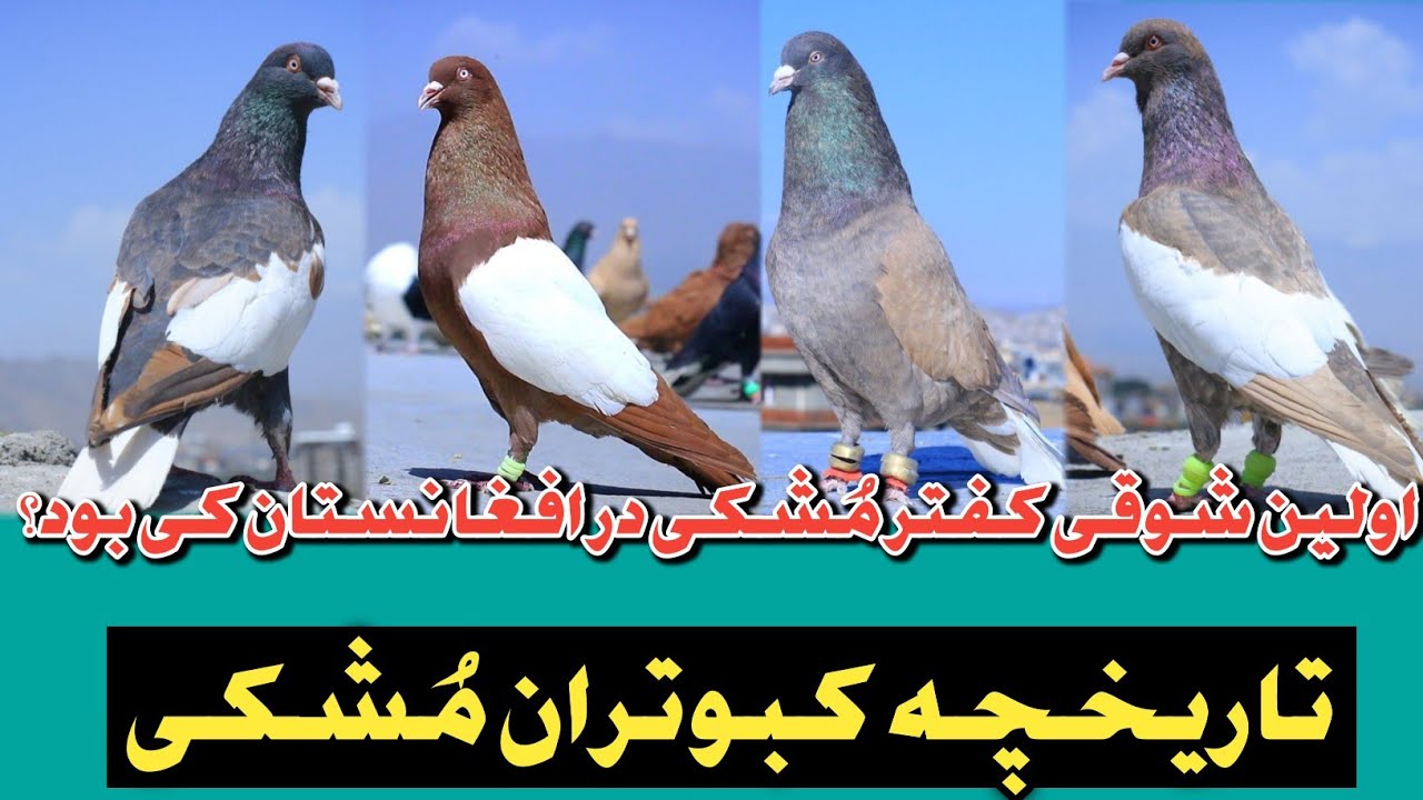 کفتر مُشکی چگونه در کابل مروج شد|Fancy pigeons Collection|Kaftar Bazi in Kabul|cutest Pigeons ever |