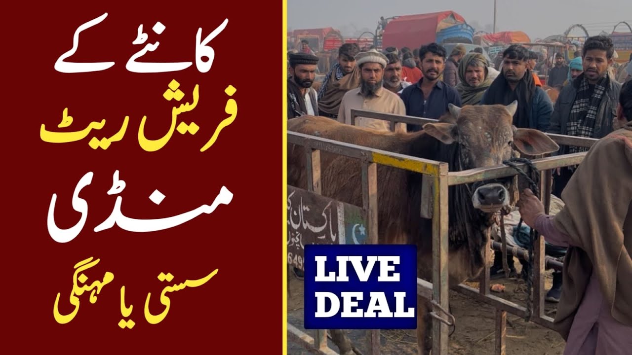 Luddan Mandi Ke Taza Rates | Kantay Ka Rate Per Kg | Live Kharidari