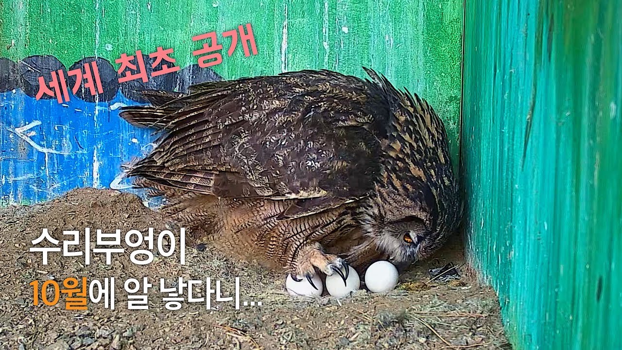 수리부엉이는 알 품을 때, 936시간  동안 둥지를 지킨다