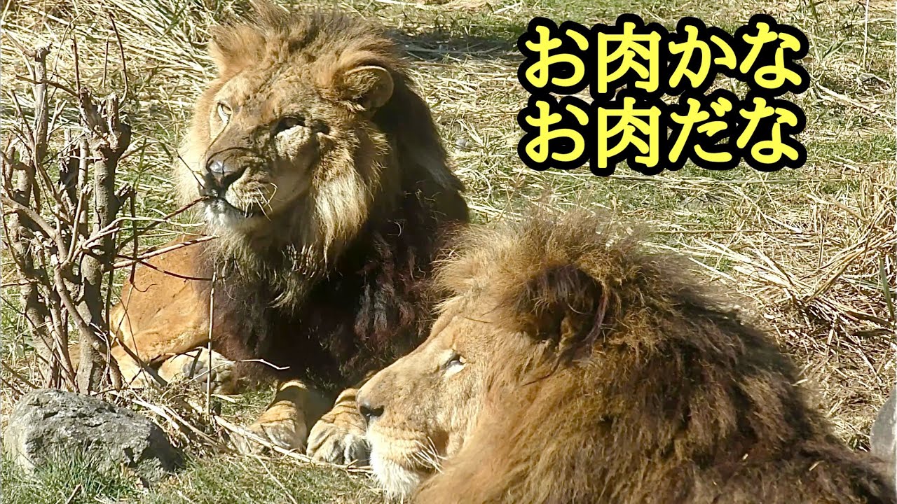 お肉の時間だよ　タクトくんとミナトくん　ライオン【伊豆アニマルキングダム】Lion Takuto-kun Minato-kun Izu Animal Kingdom 