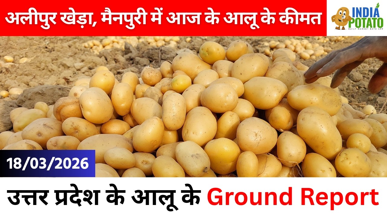 18/03/2026 : अलीपुर खेड़ा, मैनपुरी में आज आलू के कीमत | Potato Price in UP - India Potato News