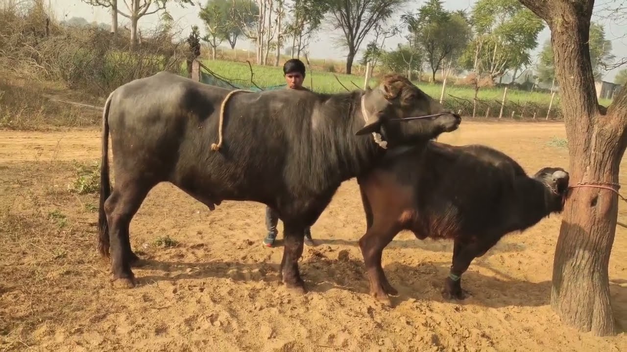 Rajasthani Buffalo Meeting Pada Haryana 