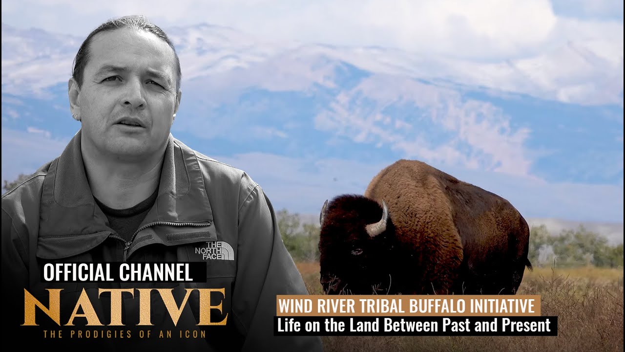 Wind River Reservation Tribal Buffalo Initiative | Life on the Land Between Past and Present