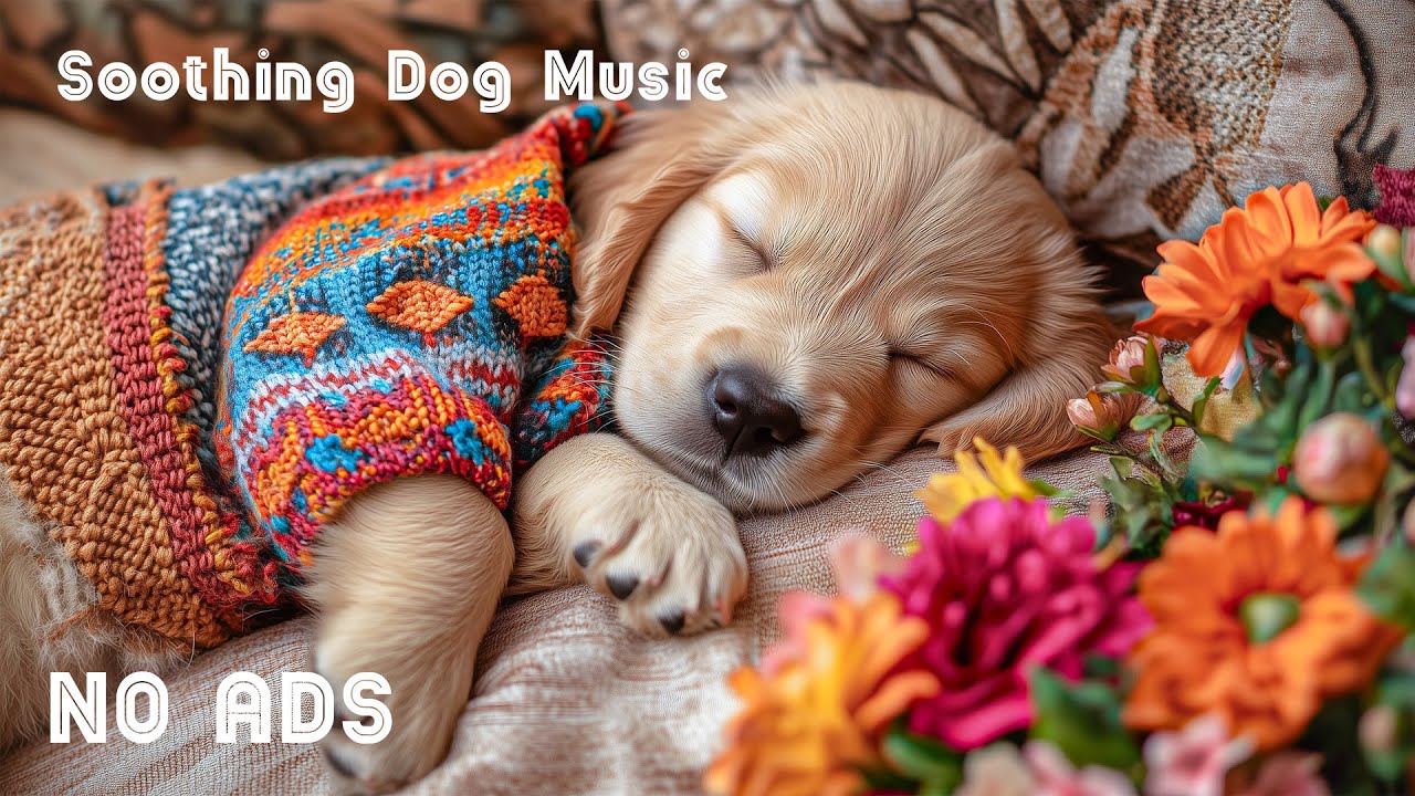 12 часов успокаивающей музыки для собак 🐶🌸 Снятие стресса у питомцев 🎵 От тревоги разлуки 💤