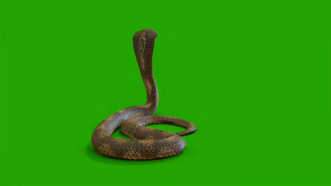 Greenscreen ular king kobra terbaru