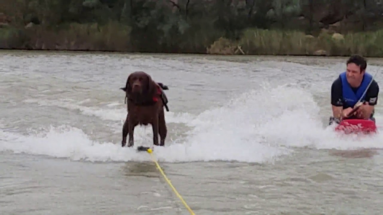 Water-skiing Labrador shows off some impressive skills