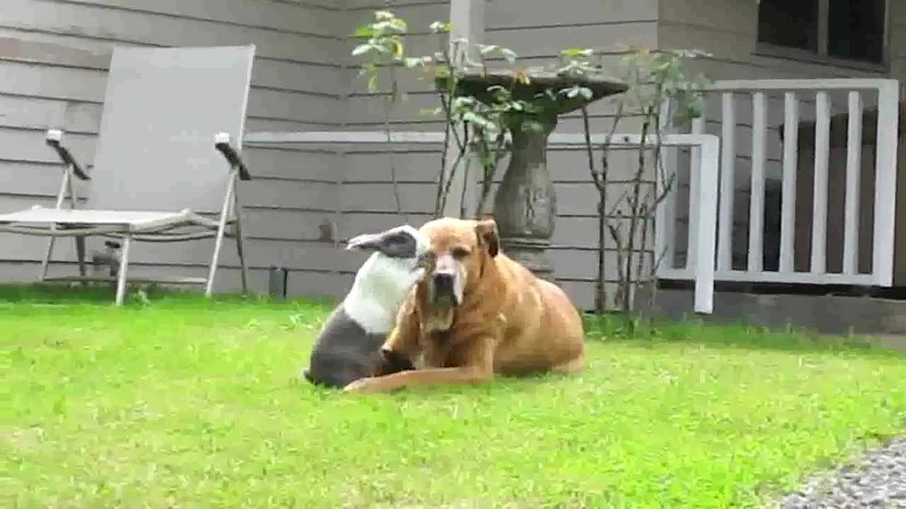 Hobbs & Carl - Dog and Rabbit, Best of Friends