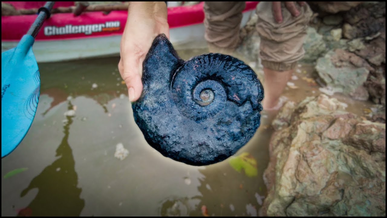 RED RIVER Ammonites Extracted from CLIFFS! 😱 #ammonites #RedRiver