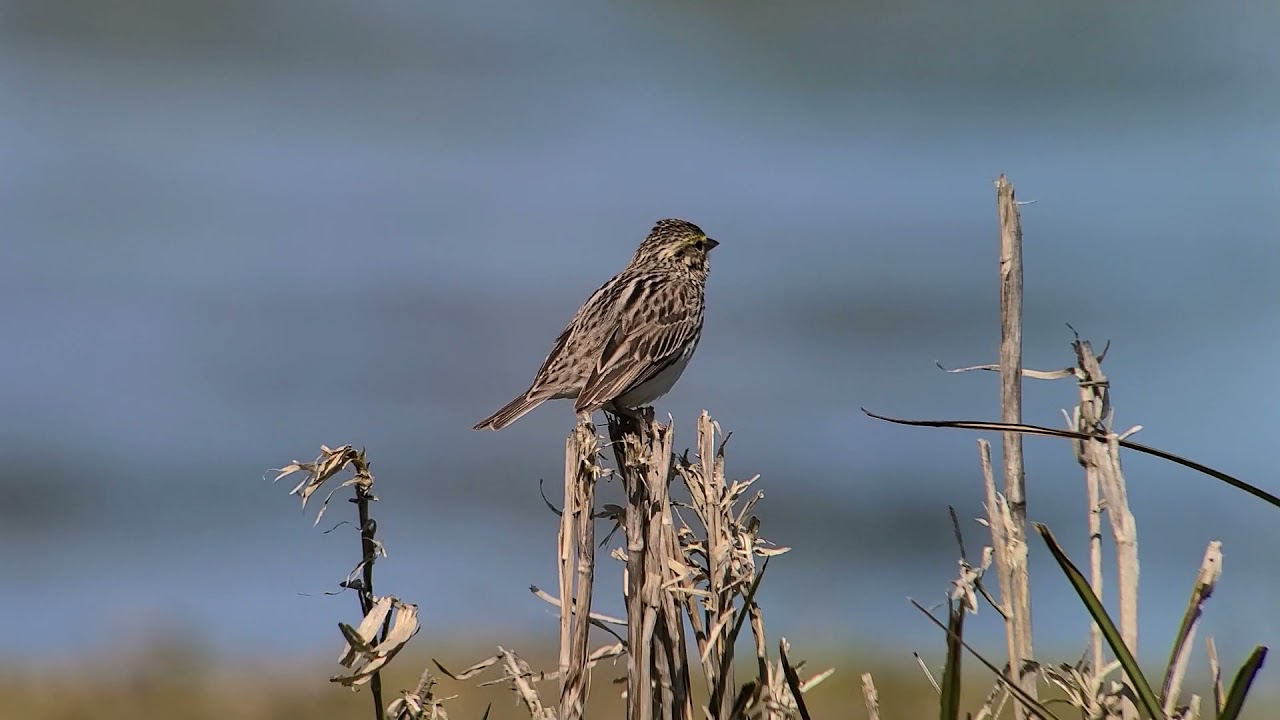 Savannah Sparrow (Passerculus sandwichensis) Video 2021-03-30 (1a)