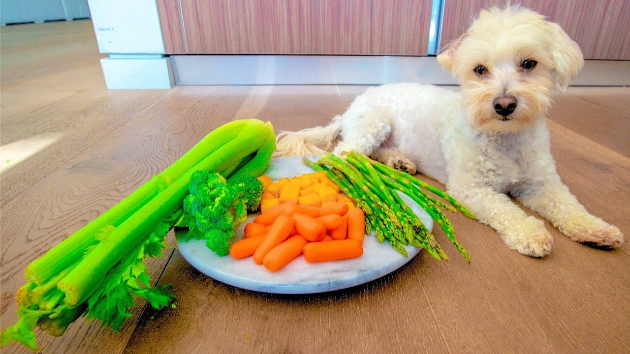 PUPPY RATES VEGETABLES!!