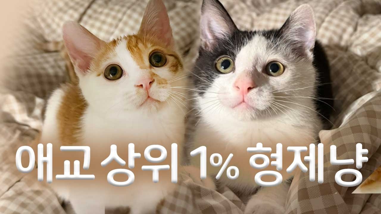 애교 상위 1% 고양이 형제랑 살면 생기는 일