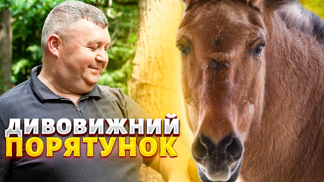 Дивовижний порятунок! Коні знайшли прихисток від війни на Вінничині: історія вражає до сліз