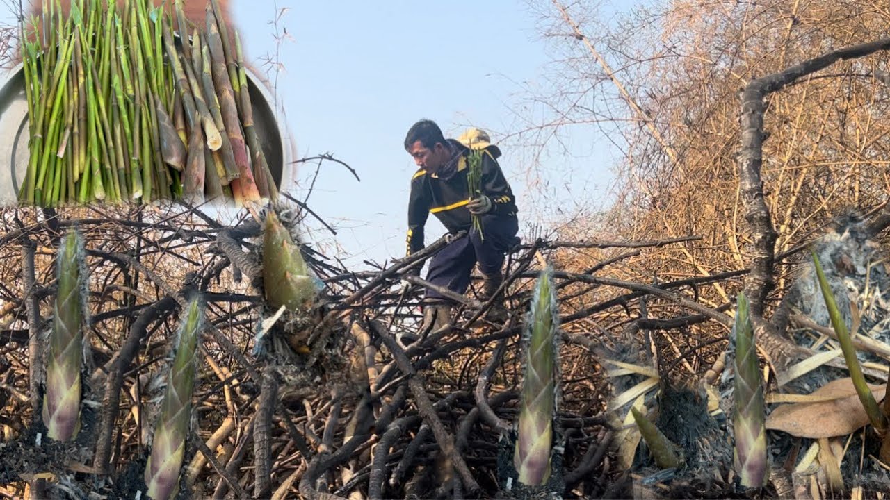 ป๊าดหน่อไม้ไฟไหม้แตกเต็มกอ มีแต่แขนงอ่อนๆหน่อไม้ที่อร่อยที่สุดวันนี้ยอมเป็นลิงปีนกอไผ่✌️