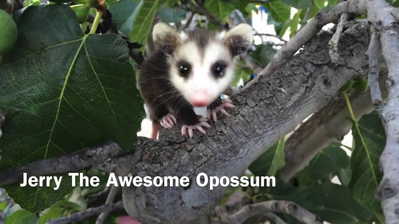 Jerry The Awesome Opossum