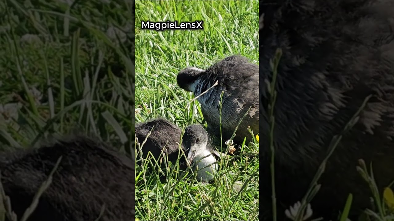Coot Young 4K Fulica atra Łyska Europe #bird #magpielensx #duck