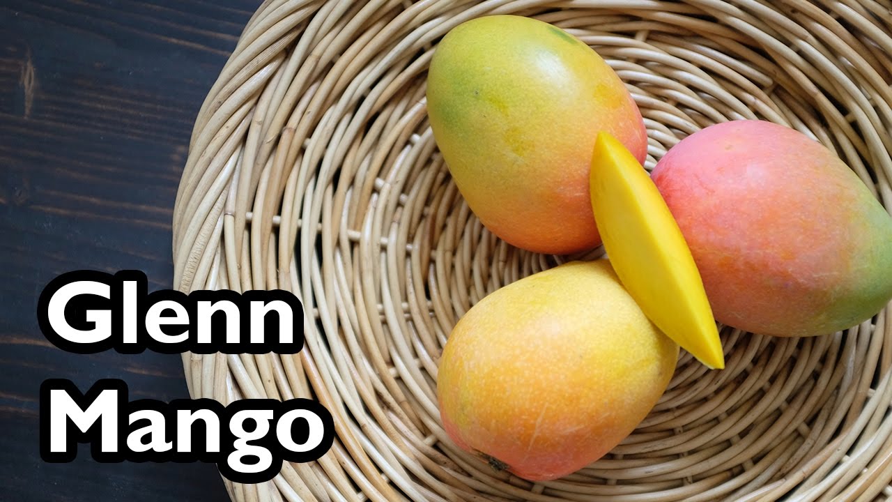 Truly Tropical Mango Varieties- 'Glenn'