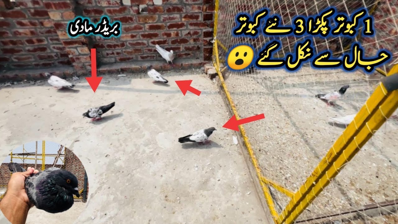 Kala Pathha Pakra Saath 3 Kabutar Jaal Se Nikal Gae | Sheikhoo Pigeons Club
