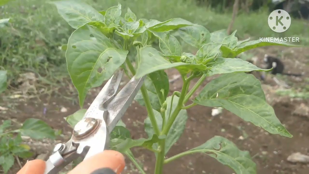 CARA AGAR CABE BERBUAH  BANYAK DAN LEBAT