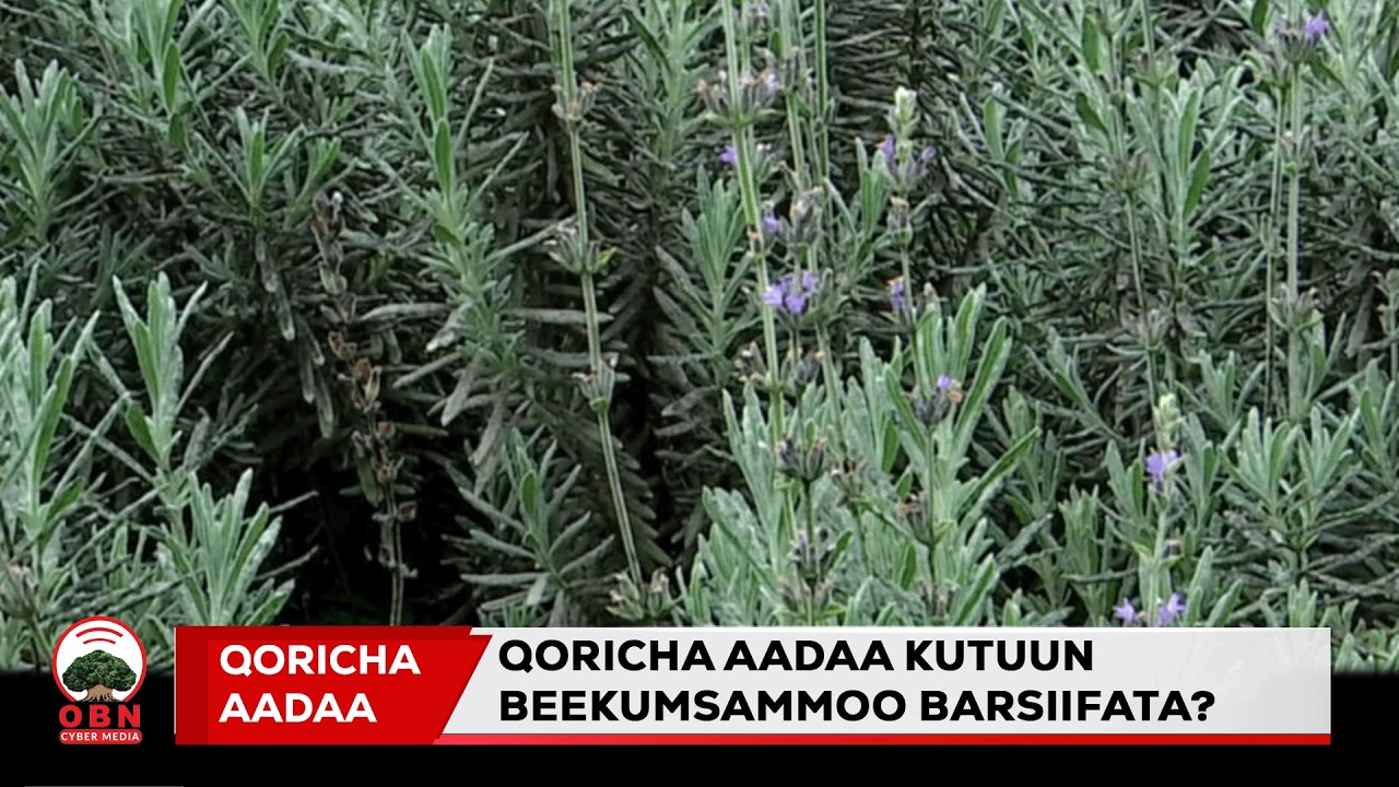 Qoricha aadaa kutuun beekumsammoo barsiifata?