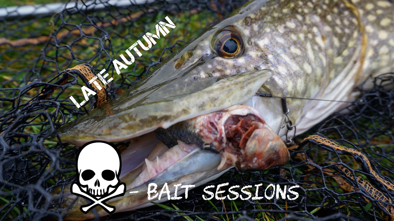 Targeting BIG PIKE: Late Autumn Deadbait Sessions