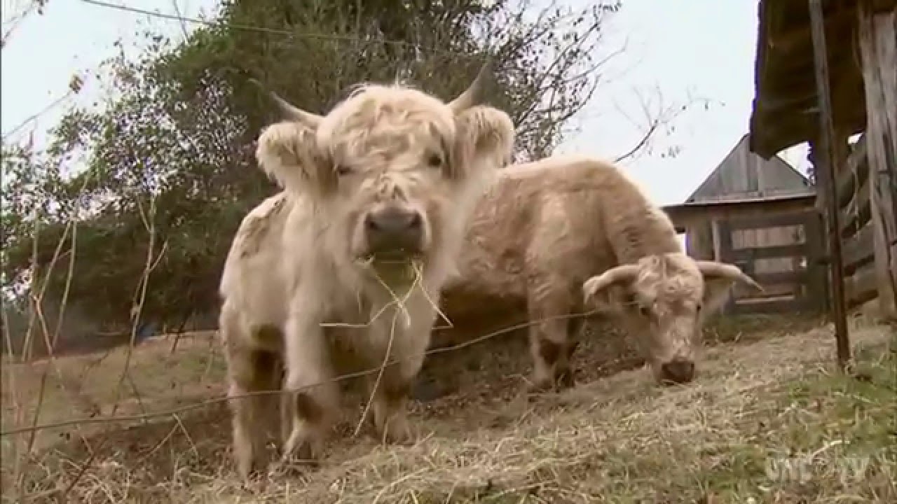 First Footin' at Rural Hill | NC Weekend | UNC-TV