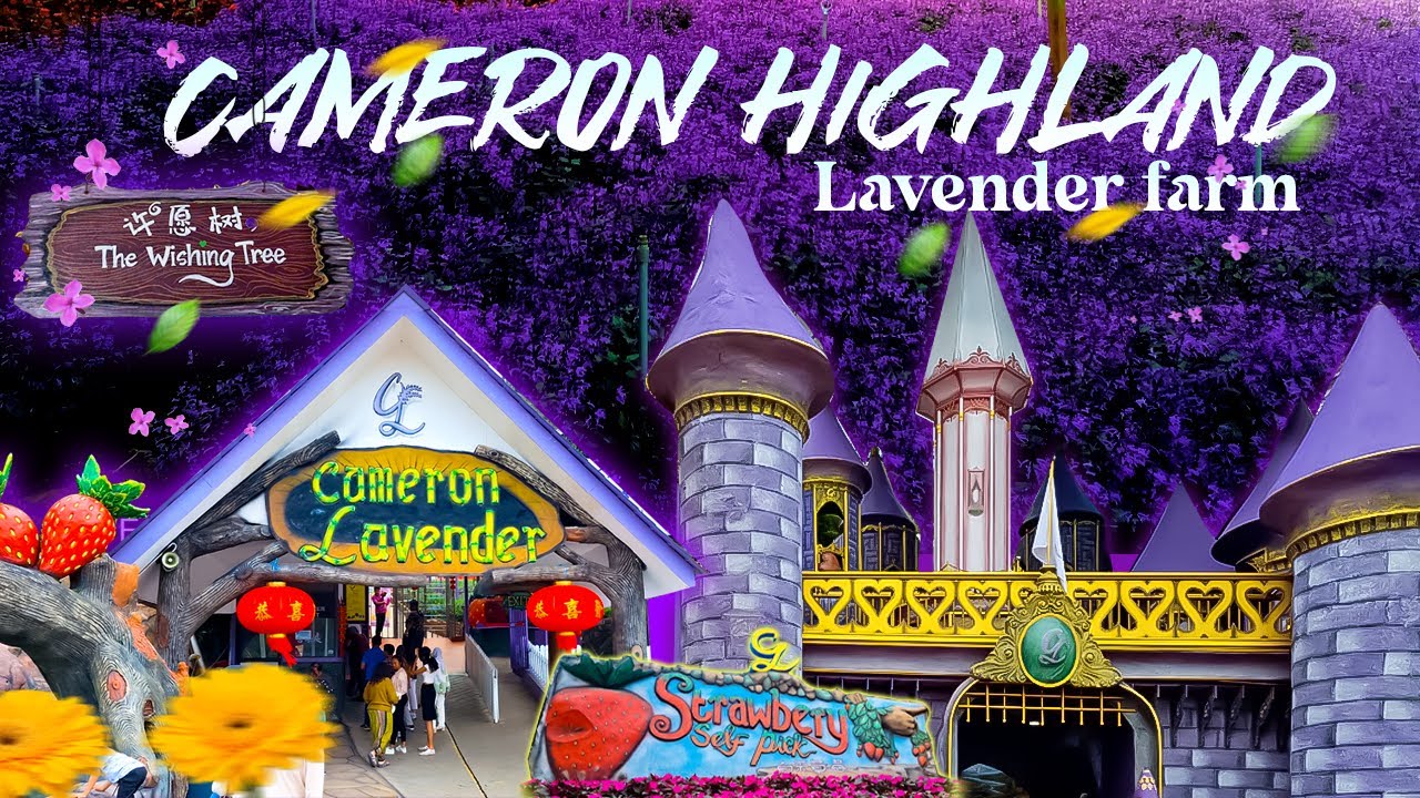 CAMERON HIGHLAND | Lavender Garden💜 A Must-Visit Spot! - Malaysia
