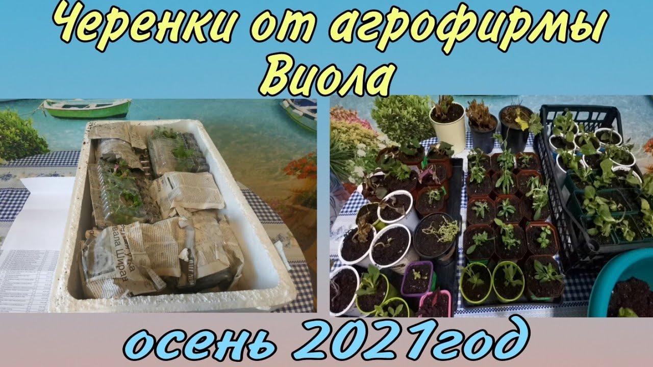 Посылка с черенками от агрофирмы Виола приятно удивила.