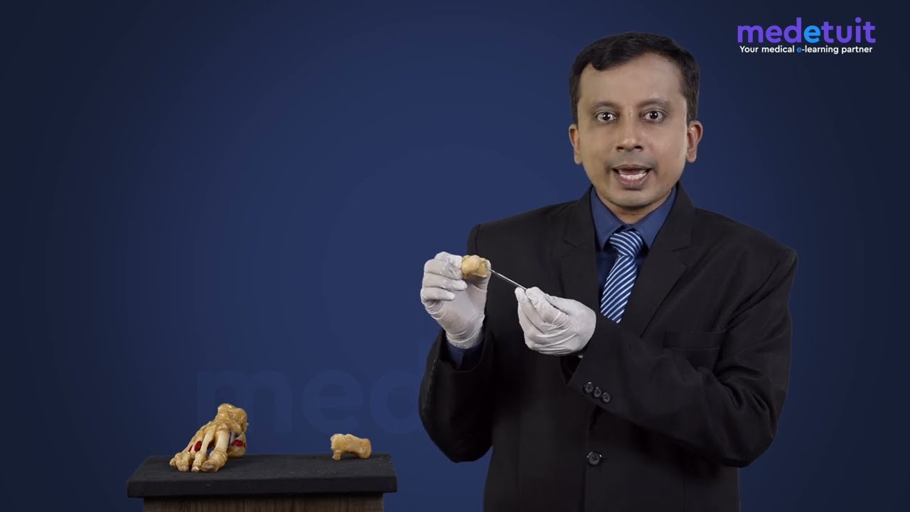 Tarsals | Bone Anatomy | Foot | Lower Limb