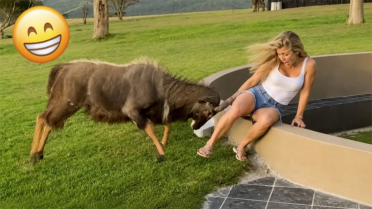 Die lustigsten Tiervideos 2026 😂 Wenn Tiere das Chaos w&auml;hlen