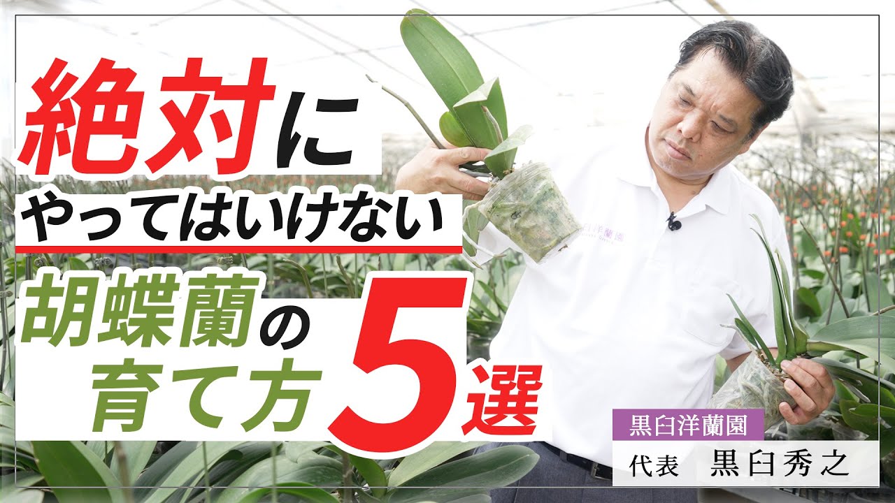 【胡蝶蘭】絶対にやってはいけない！胡蝶蘭の育て方5選！！
